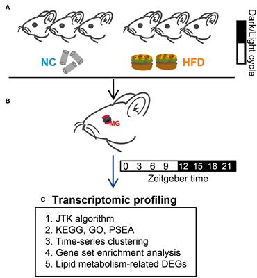 High-fat intake reshapes the circadian transcriptome profile and metabolism in murine meibomian glands